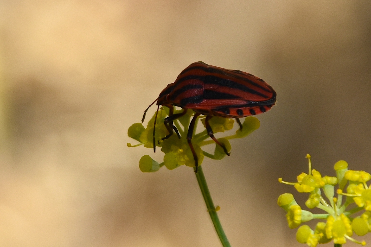 European Striped Shield Bug Italicum TAFU