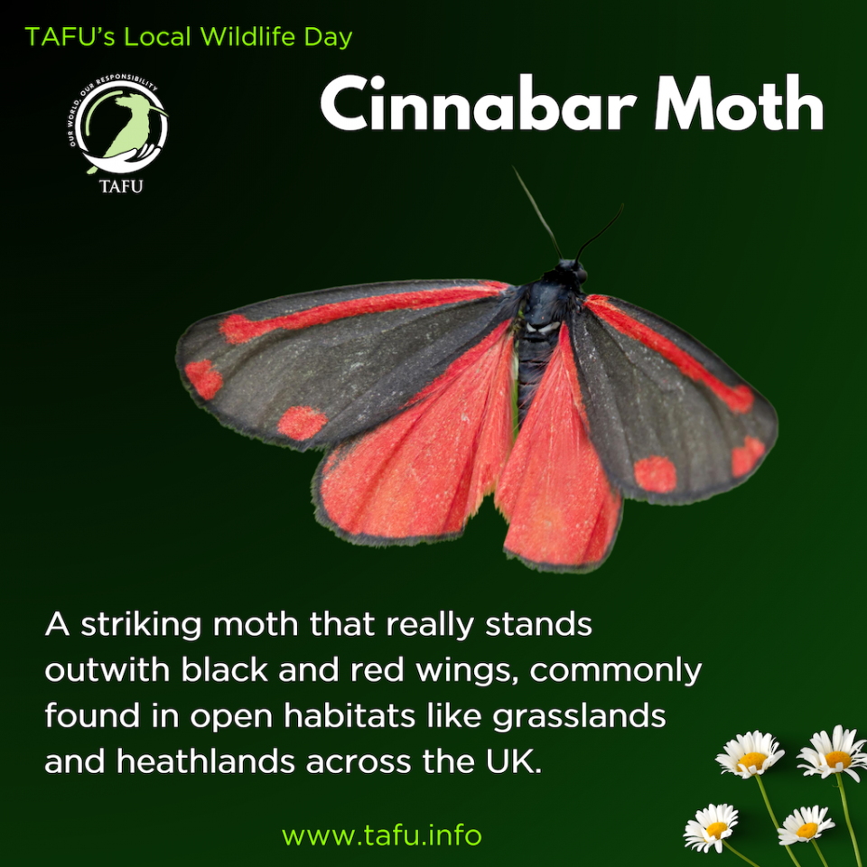 Cinnabar Moth TAFU Cinnabar Moth TAFU